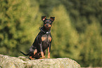 Zwergpinscher