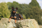 Zwergpinscher