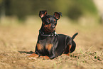 Zwergpinscher