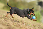 Zwergpinscher