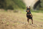 Zwergpinscher