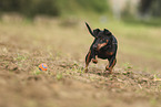 Zwergpinscher