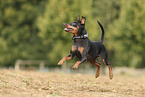 Zwergpinscher