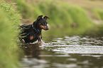 Zwergpinscher
