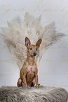 Zwergpinscher