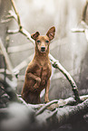 Zwergpinscher