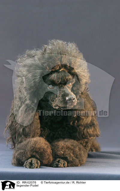 liegender Pudel / lying Poodle / RR-02076