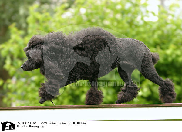 Pudel in Bewegung / poodle in action / RR-02106