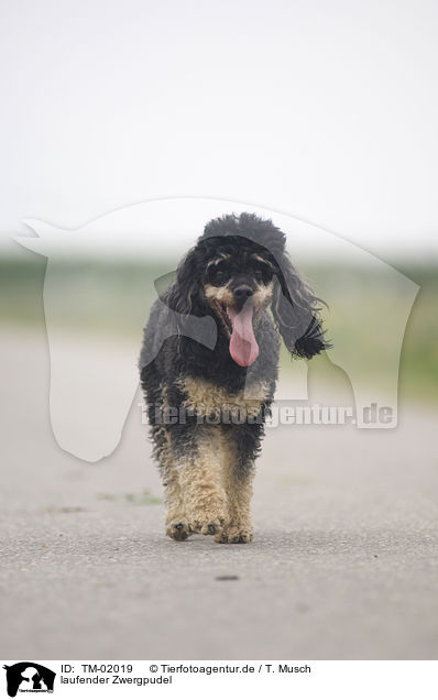 laufender Zwergpudel / walking Miniature Poodle / TM-02019