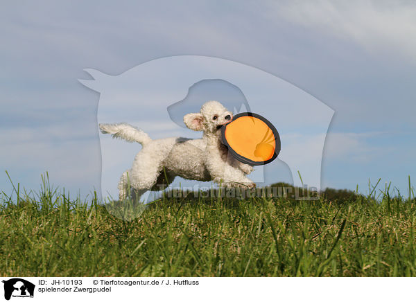 spielender Zwergpudel / playing Toy Poodle / JH-10193