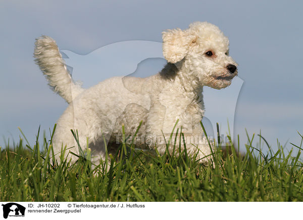 rennender Zwergpudel / running Toy Poodle / JH-10202