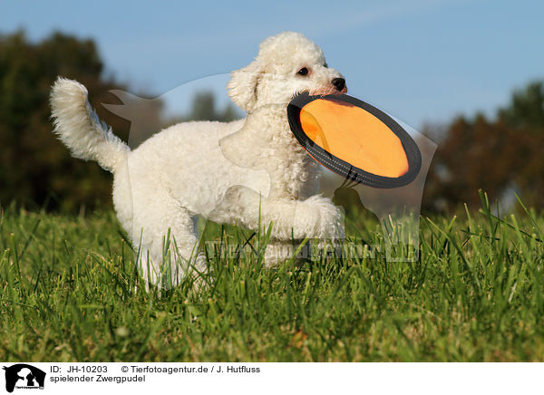 spielender Zwergpudel / playing Toy Poodle / JH-10203
