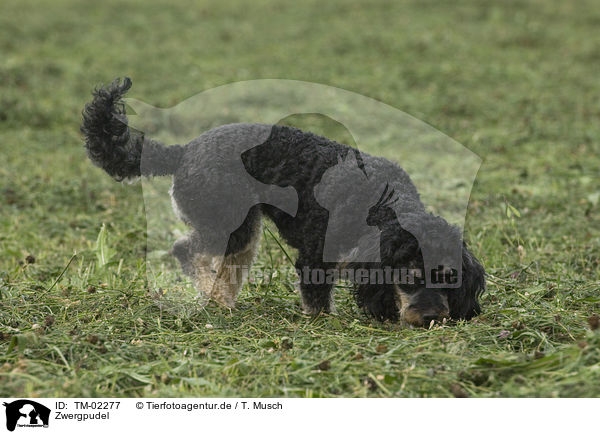 Zwergpudel / Miniature poodle / TM-02277