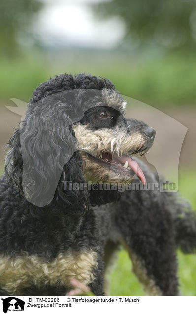 Zwergpudel Portrait / Miniature poodle portrait / TM-02286