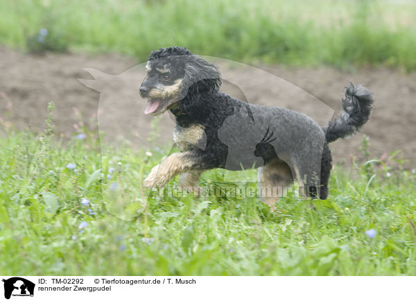 rennender Zwergpudel / running Miniature poodle / TM-02292