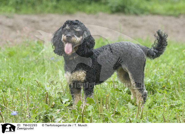 Zwergpudel / Miniature poodle / TM-02293
