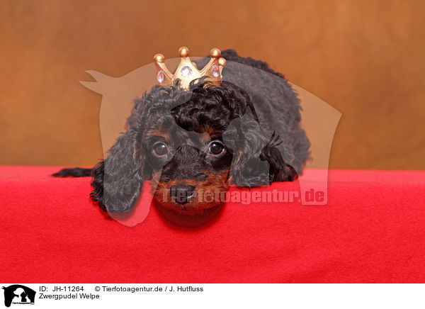 Zwergpudel Welpe / Miniature Poodle Puppy / JH-11264