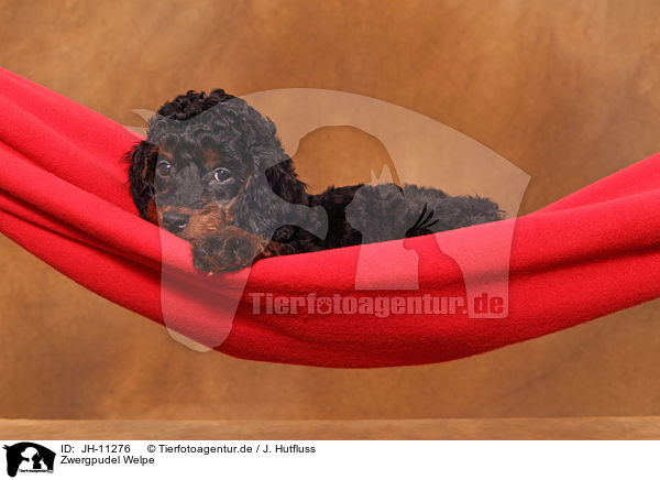 Zwergpudel Welpe / Miniature Poodle Puppy / JH-11276