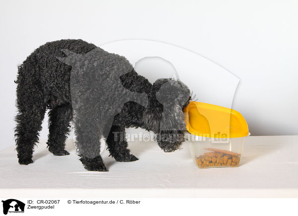 Zwergpudel / Miniature Poodle / CR-02067