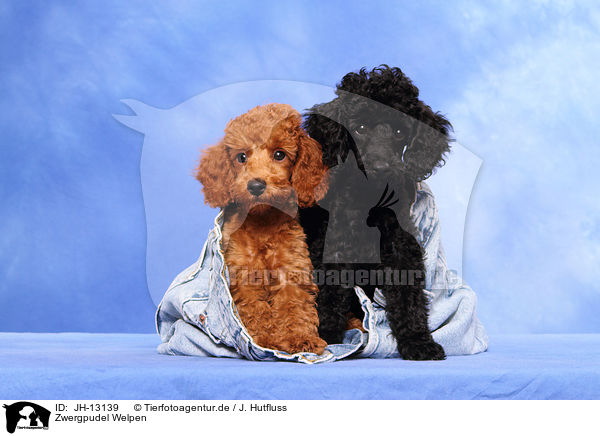 Zwergpudel Welpen / Miniature Poodle Puppies / JH-13139