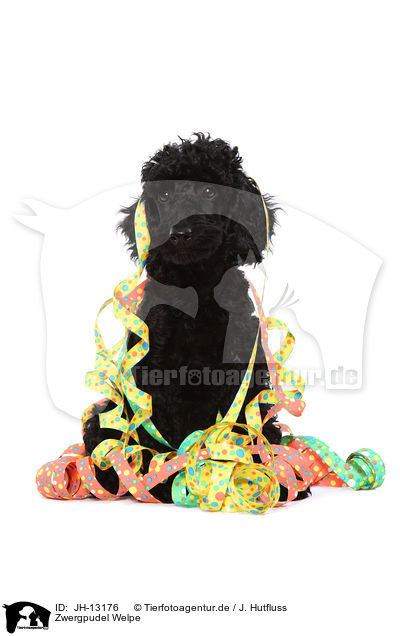 Zwergpudel Welpe / Miniature Poodle Puppy / JH-13176
