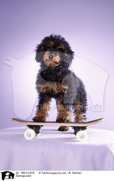 Zwergpudel / toy poodle / RR-41979