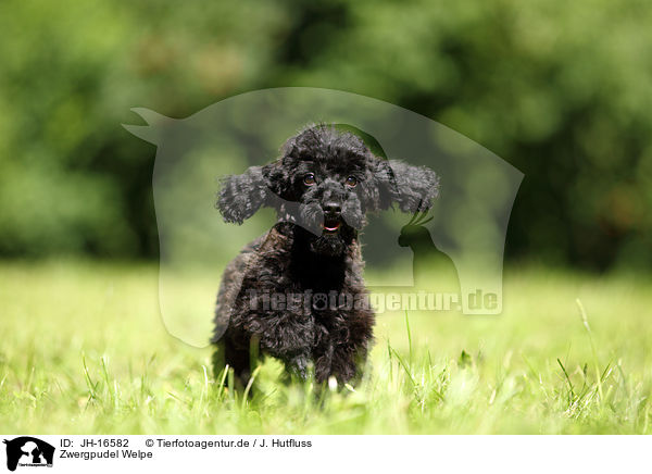 Zwergpudel Welpe / Miniature Poodle Puppy / JH-16582