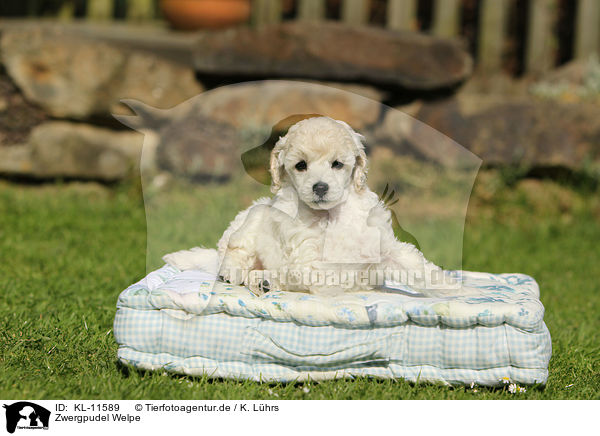 Zwergpudel Welpe / Poodle Puppy / KL-11589