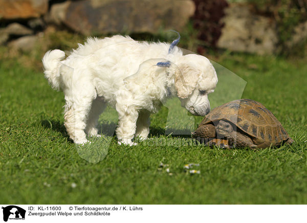 Zwergpudel Welpe und Schildkrte / Poodle Puppy and tortoise / KL-11600