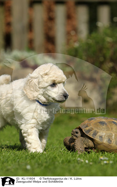 Zwergpudel Welpe und Schildkrte / Poodle Puppy and tortoise / KL-11604