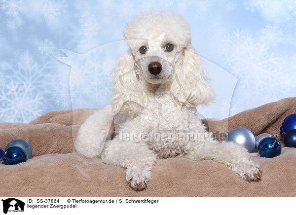 liegender Zwergpudel / lying Miniature Poodle / SS-37864