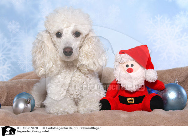 liegender Zwergpudel / lying Miniature Poodle / SS-37870