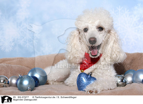 liegender Zwergpudel / lying Miniature Poodle / SS-37877