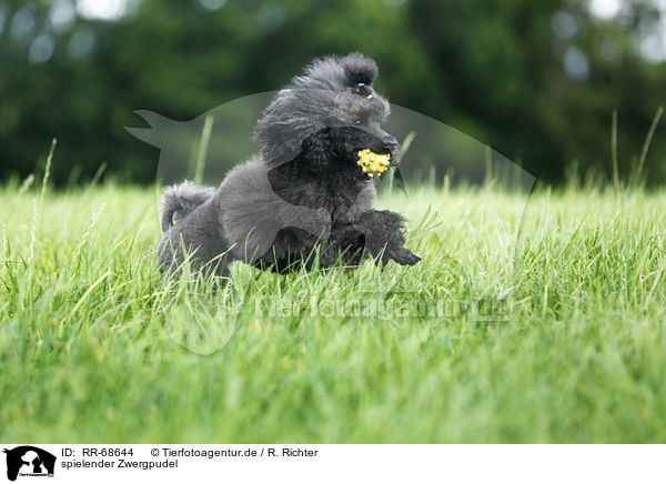 spielender Zwergpudel / playing Miniature Poodle / RR-68644