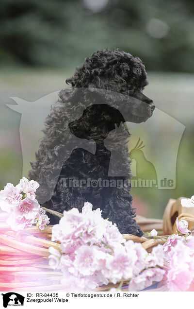 Zwergpudel Welpe / RR-84435