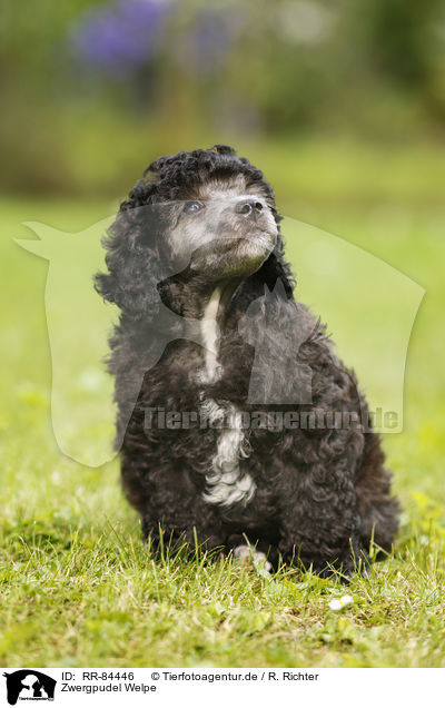 Zwergpudel Welpe / Miniature Poodle Puppy / RR-84446