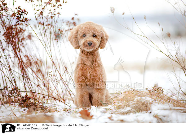 sitzender Zwergpudel / AE-01132
