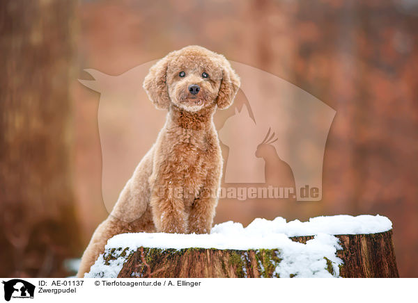 Zwergpudel / AE-01137