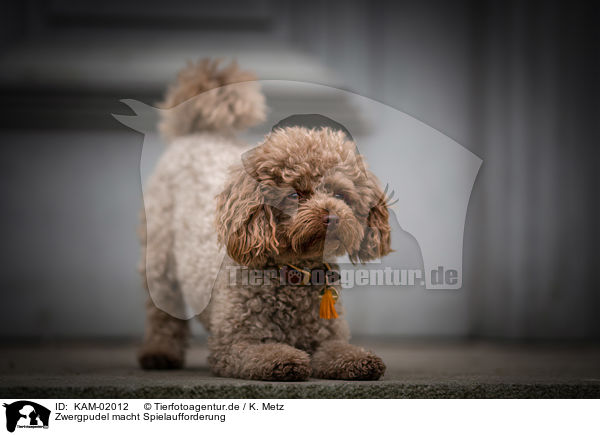 Zwergpudel macht Spielaufforderung / Toy Poodle gives invitation to play / KAM-02012