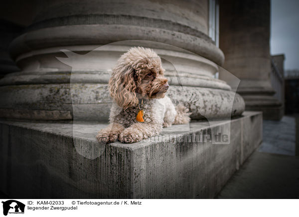 liegender Zwergpudel / lying Toy Poodle / KAM-02033