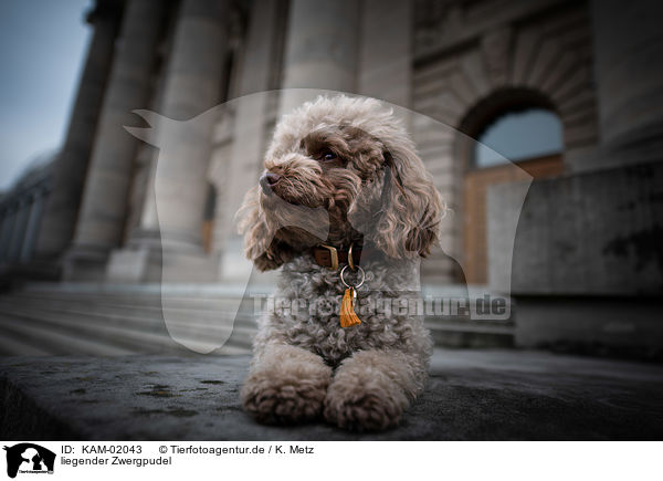 liegender Zwergpudel / lying Toy Poodle / KAM-02043