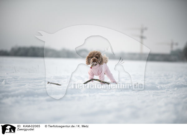 Zwergpudel / Toy Poodle / KAM-02065
