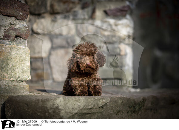junger Zwergpudel / young Toy Poodle / MW-27509