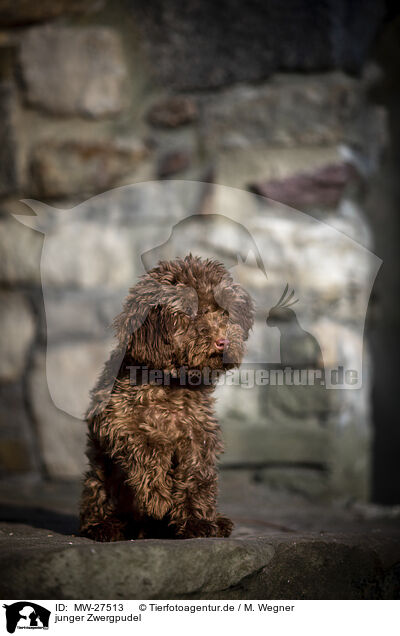 junger Zwergpudel / young Toy Poodle / MW-27513