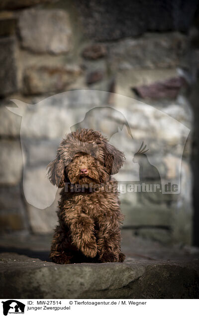 junger Zwergpudel / young Toy Poodle / MW-27514