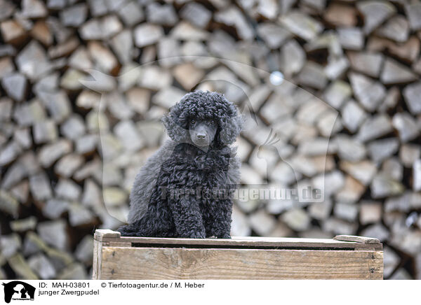 junger Zwergpudel / young Toy Poodle / MAH-03801
