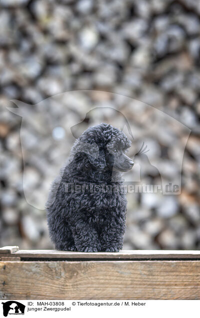 junger Zwergpudel / young Toy Poodle / MAH-03808