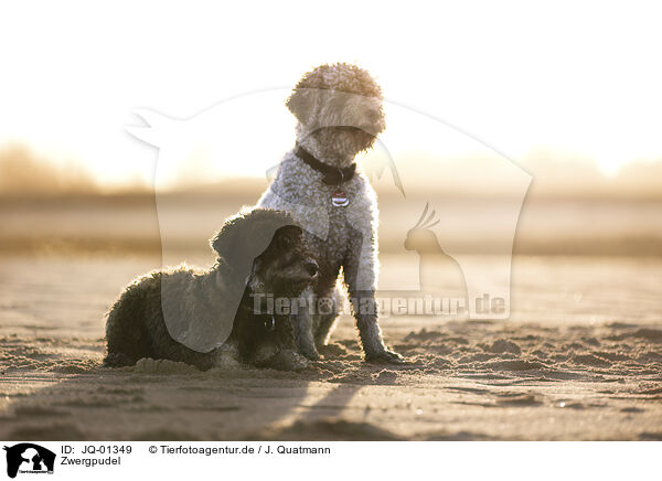 Zwergpudel / Miniature Poodle / JQ-01349