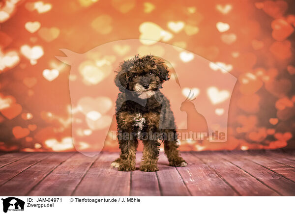 Zwergpudel / Miniature Poodle / JAM-04971