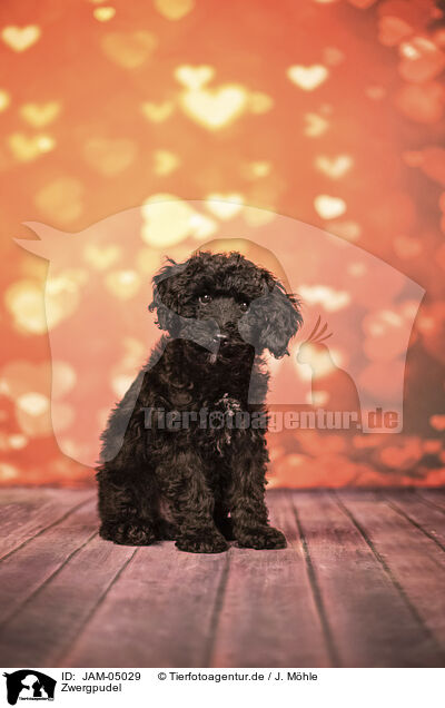 Zwergpudel / Miniature Poodle / JAM-05029